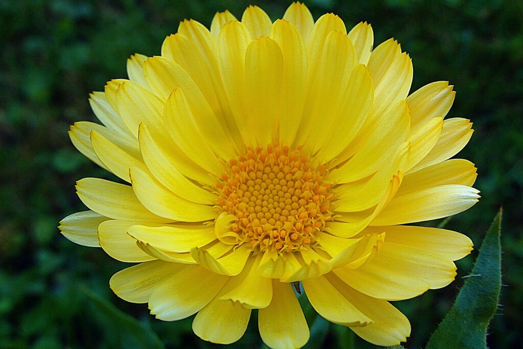 Yellow Calendula Flower