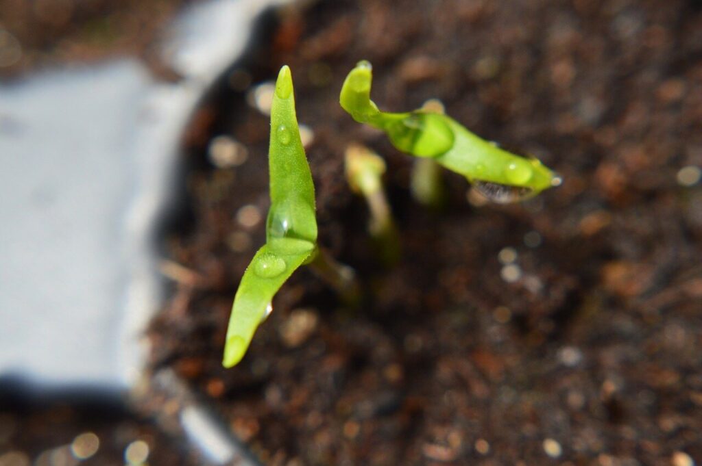 Chilli Seedling Plant