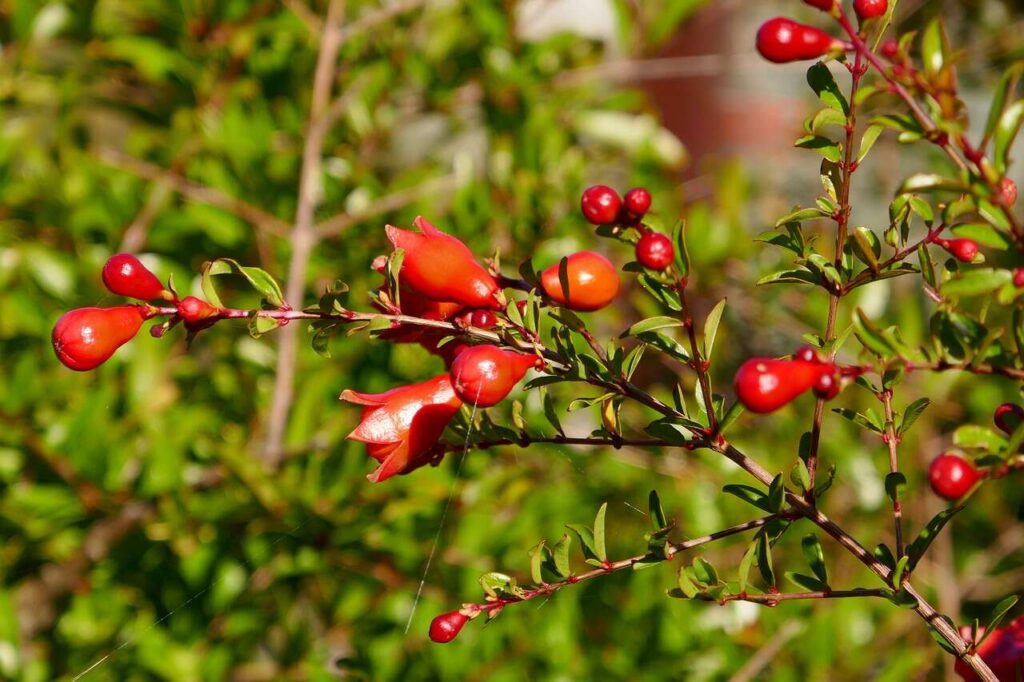 Pomegranate Bud