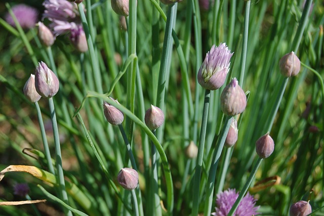 Aromatic Plant Chives