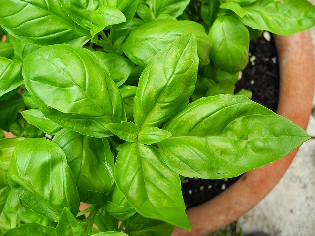 Basil Herb