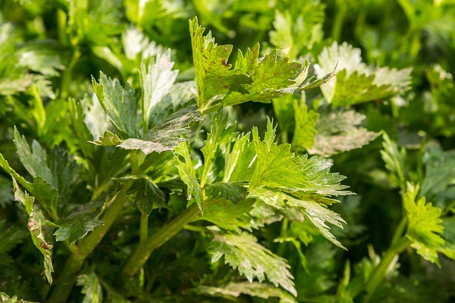 Celery Herbs