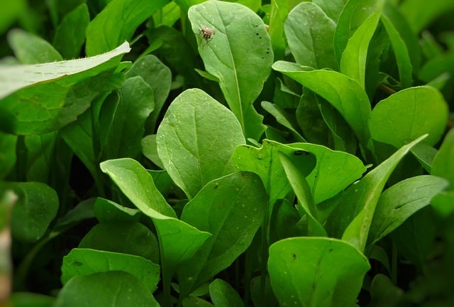 Green Arugula