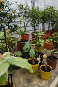 Potted Fruit Plants