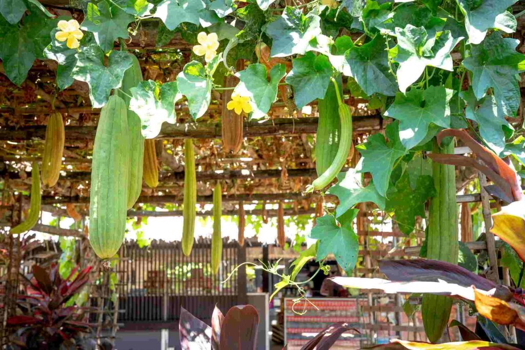 Ripe Vegetable Hanging on Roof Garden