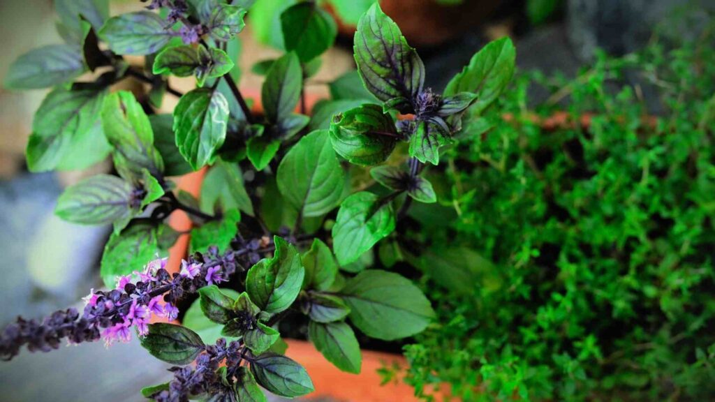 Roof Garden Herbs