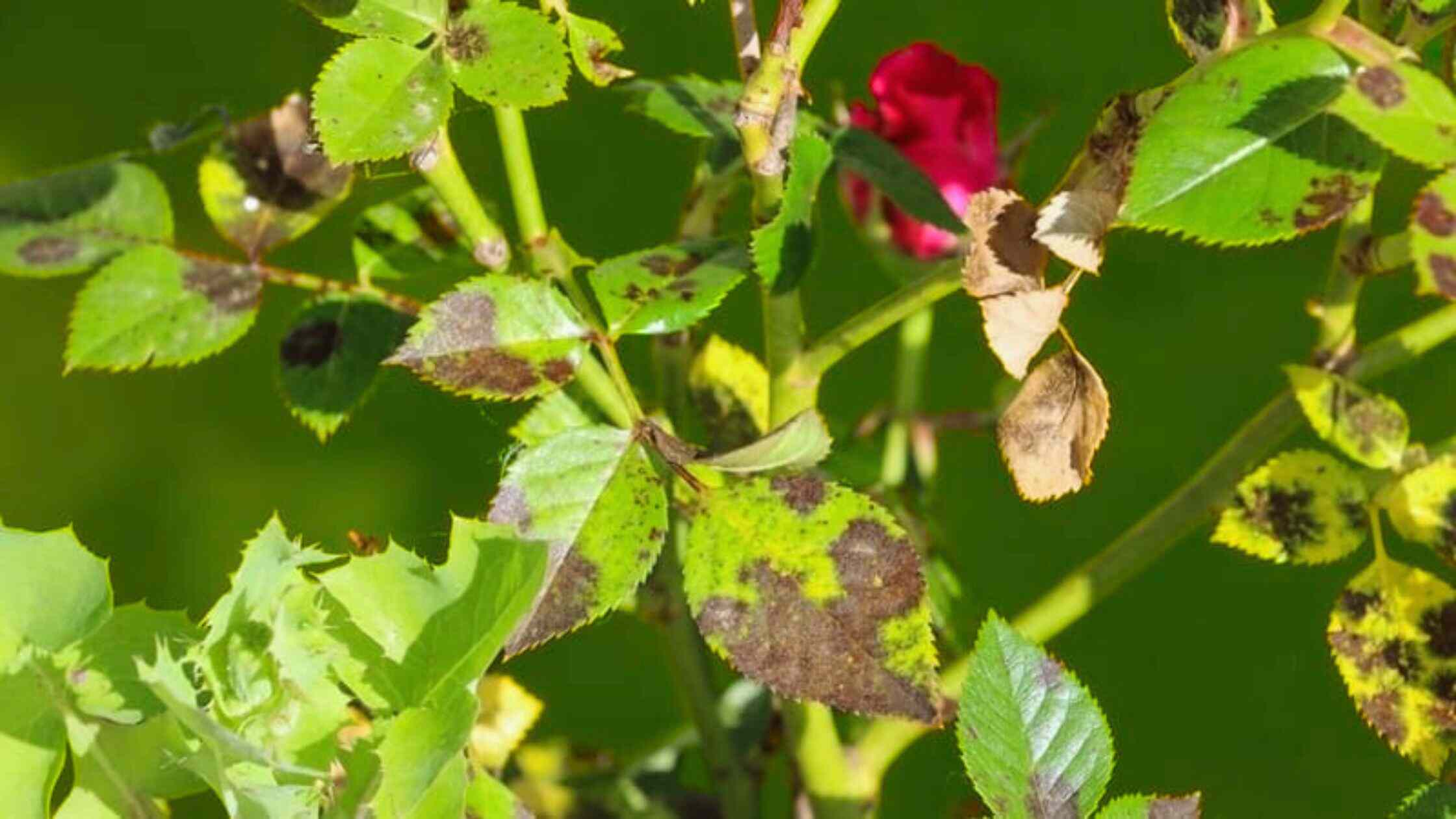 Rose Leaf Curl & Burn Disease